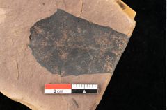 Foto (Detailsansicht) von Quercus palaeoilex Ettingshausen (NHMW-GEO-2024-0188-0955)